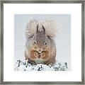 Red Squirrel Nibbles A Nut In The Snow Framed Print