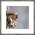 Red Squirrel On Tree Fungus Framed Print