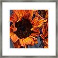 Red Sunflowers Framed Print