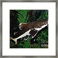 Red-tail Catfish Framed Print