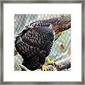 Red Tail Hawk Facing Right Framed Print