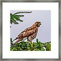Red Tail Hawk Framed Print