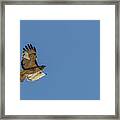 Red Tailed Hawk 4 Framed Print