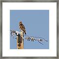 Red Tailed Hawk 5 Framed Print