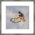 Red Tailed Hawk 6 Framed Print