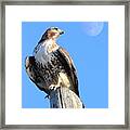 Red Tailed Hawk And Moon Framed Print