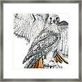 Red-tailed Hawk Framed Print