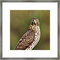Red-tailed Hawk Framed Print