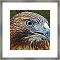 Red-tailed Hawk Portrait Framed Print