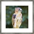 Red Tailed Hawk Framed Print