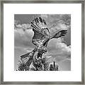 Red Tailed Hawk Wings Bw Framed Print