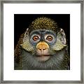 Red-tailed Monkey Framed Print