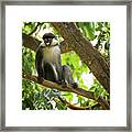 Red Tailed Monkey Framed Print