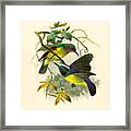 Red-throated And Brown-throated Sunbird. Anthreptes Rhodolaemus And Anthreptes Malacensis Framed Print