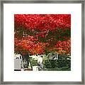 Red Trees Framed Print