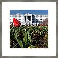 Red Tulip At The Greenbrier Framed Print