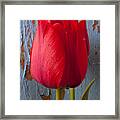 Red Tulip Framed Print
