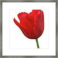 Red Tulip Open On White Framed Print