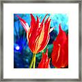 Red Tulip With Blue Ball Framed Print