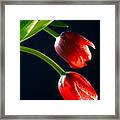 Red Tulips Framed Print