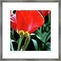 Red Tulips Framed Print