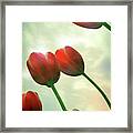 Red Tulips With Cloudy Sky Framed Print