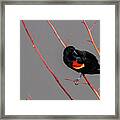 Red Twigs Framed Print