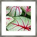 Red White And Green Framed Print