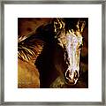 Red Willow Pony Lx Framed Print