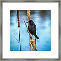 Red-winged Blackbird Framed Print