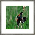 Red-winged Blackbird Framed Print
