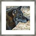 Red Wolf Framed Print