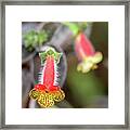 Red, Yellow And Furry Framed Print