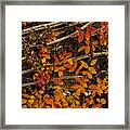 Red, Yellow Rose Leaves Framed Print