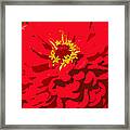 Red Zinnia Framed Print