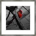 Redbird Framed Print