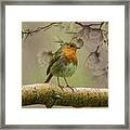 Redbreast Bird Framed Print