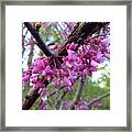 Redbud Blossoms Framed Print