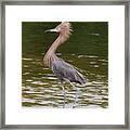 Reddish Egret Framed Print