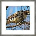 Redtail Among Branches Framed Print