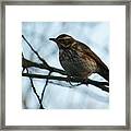 Redwing Perched Framed Print