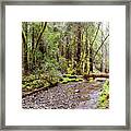 Redwood Creek Flowing Through Muir Woods National Monument - Mill Valley Marin County California Framed Print