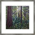 Redwoods Framed Print