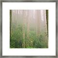 Redwoods Fog Framed Print