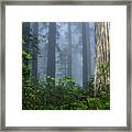 Redwoods In Blue Fog Framed Print