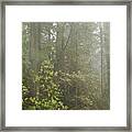 Redwoods In Fog Framed Print