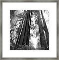 Redwoods In The Fog Framed Print