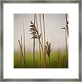 Reeds In The Mist Iv Framed Print