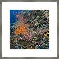 Reef Scape In The Solomon Islands Framed Print