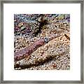 Reeftop Pipefish Framed Print
